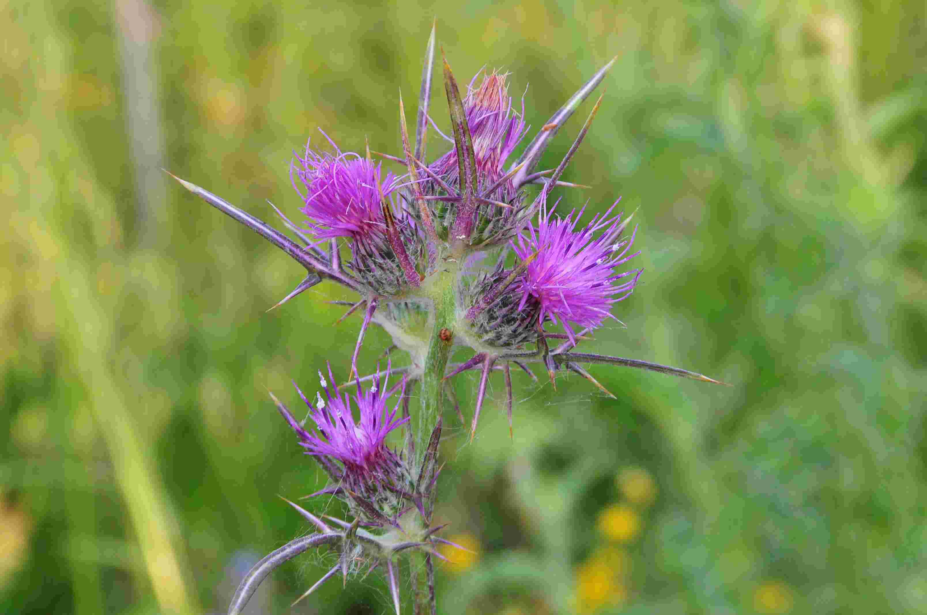 Carduus pycnocephalus e Notobasis syriaca